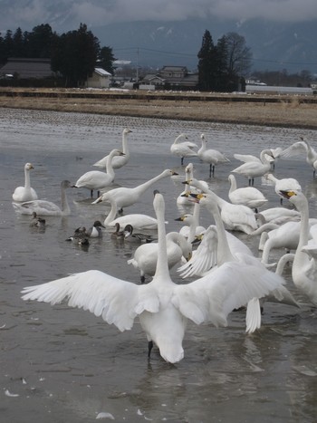 信州 長野県 安曇野 白鳥