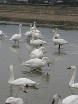 信州 長野 安曇野 白鳥
