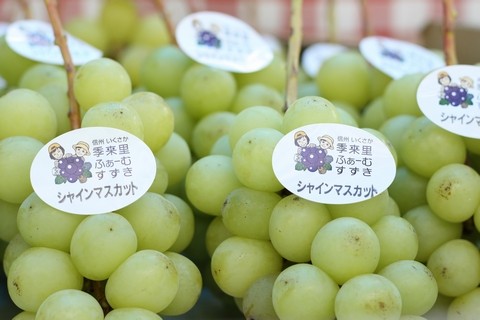 信州 長野県 生坂村 シャインマスカット 季来里ふぁーむ