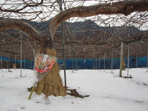 信州 長野県 生坂村 巨峰狩り 季来里ふぁーむ・すずき