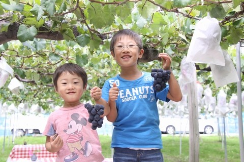 長野県 生坂村 ぶどう狩り 巨峰狩り 季来里ふぁーむすずき