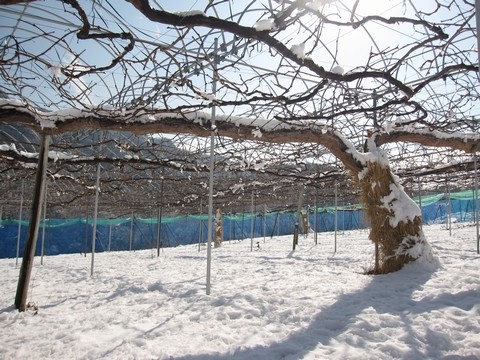 信州 長野県 生坂村 ぶどう きらりふぁーむ