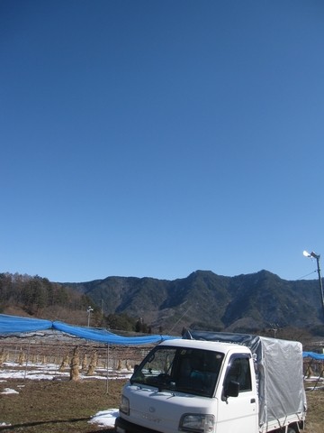 信州 長野県 生坂村 ぶどう