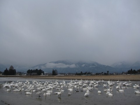 信州 長野県 安曇野 白鳥