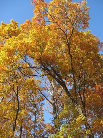 信州 長野県 松本 紅葉