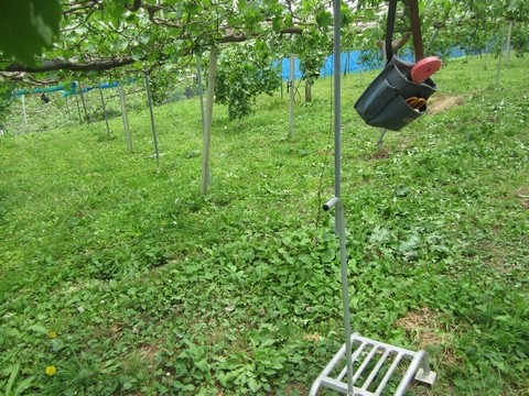 信州 長野県 生坂村 巨峰狩り 季来里ふぁーむ・すずき