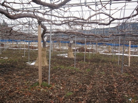 信州 長野県 生坂村 ぶどう狩り