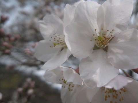 信州 長野県 桜