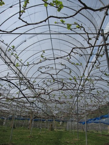 信州 長野県 生坂村 ぶどう狩り きらりふぁーむ
