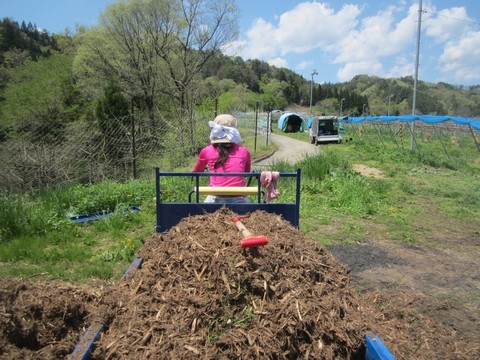 信州 長野県 生坂村 赤系ぶどう