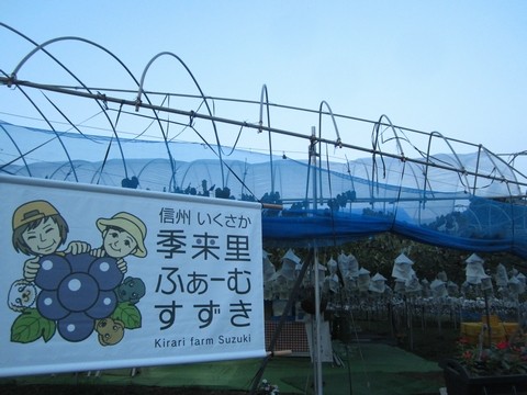信州 長野県 生坂村 巨峰 季来里ふぁーむ・すずき