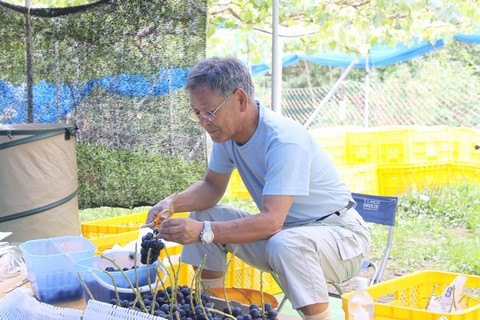 長野県 生坂村 ぶどう狩り 巨峰狩り 季来里ふぁーむすずき