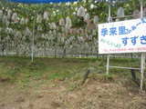 信州 長野県 生坂村 ぶどう狩り