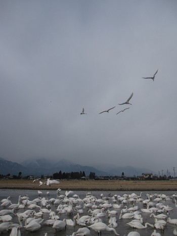 信州 長野県 安曇野 白鳥