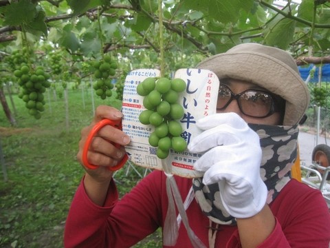 信州 長野県 生坂村 巨峰狩り 季来里ふぁーむ・すずき