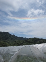 信州 長野県 生坂村 ぶどう