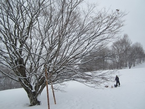 信州 長野県 池田町 七色大カエデ