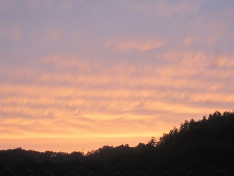 信州 長野県 生坂村 巨峰狩り 季来里ふぁーむ・すずき