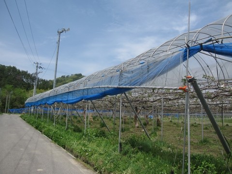 信州 長野県 生坂村 ぶどう きらりふぁーむ