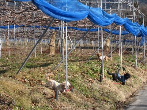 信州 長野県 生坂村 ぶどう