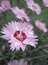 信州 長野県 生坂村 花