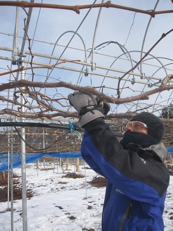 信州 長野県 生坂村 ぶどう狩り