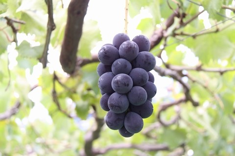 信州 長野県 生坂村 ぶどう 巨峰