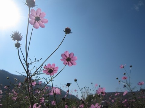 信州 長野県 生坂村 巨峰 季来里ふぁーむ・すずき