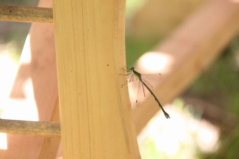 信州 長野県 生坂村 巨峰狩り ぶどう狩り 季来里ふぁーむすずき