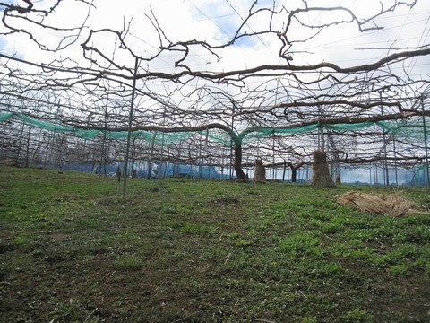 信州 長野県 生坂村 巨峰 きらりふぁーむ