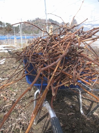 信州 長野県 生坂村 ぶどう狩り