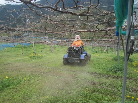 信州 長野県 生坂村 巨峰狩り 季来里ふぁーむ・すずき