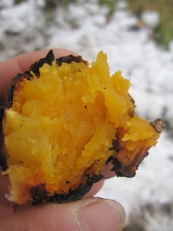信州 長野県 生坂村 焼き芋