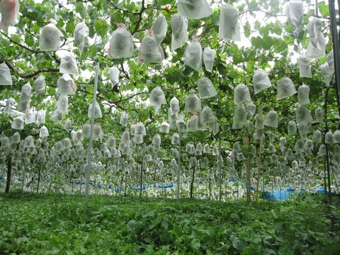 信州 長野県 生坂村 ぶどう