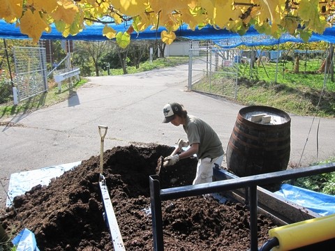 信州 長野県 生坂村 巨峰 きらりふぁーむ