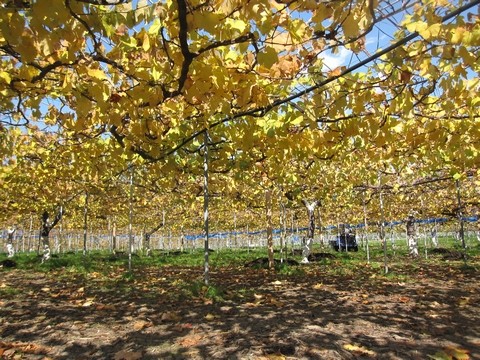 信州 長野県 生坂村 紅葉スポット