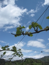 信州 長野県 生坂村 巨峰