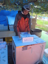 信州 長野県 生坂村 ぶどう狩り