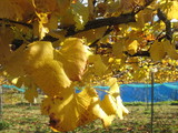信州 長野県 生坂村 紅葉