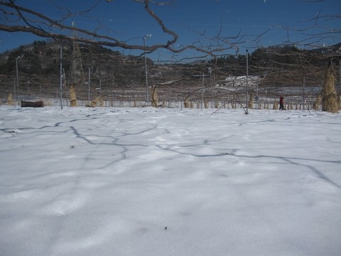信州 長野県 生坂村 ぶどう
