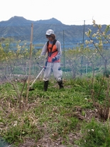信州 長野県 生坂村 草刈り