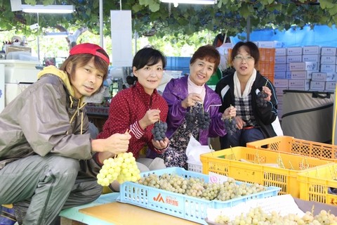 信州 長野県 生坂村 ぶどう狩り 巨峰狩り 季来里ふぁーむすずき