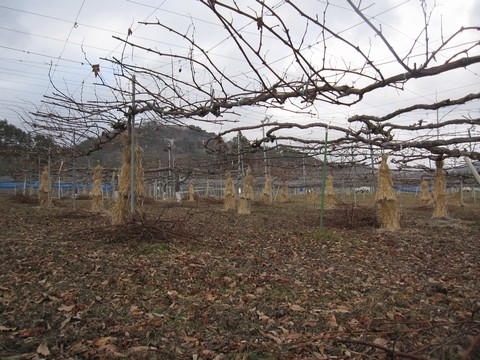 信州 長野県 生坂村 種なしぶどう