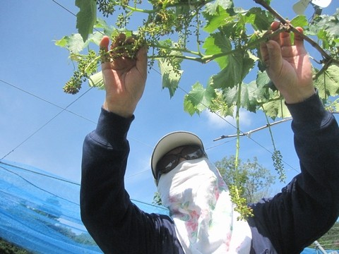 信州 長野県 生坂村 ぶどう直売 きらりふぁーむ