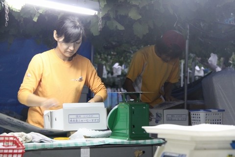 信州 長野県 生坂村 ぶどう狩り 巨峰狩り 季来里ふぁーむすずき
