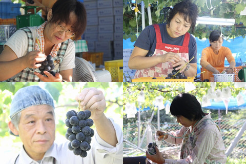 信州 長野県 生坂村 ぶどう狩り 巨峰狩り 季来里ふぁーむすずき