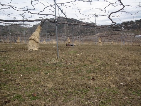 信州 長野県 生坂村 ぶどう きらりふぁーむ