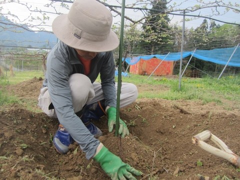 信州 長野県 生坂村 種なしぶどう 季来里ふぁーむ・すずき