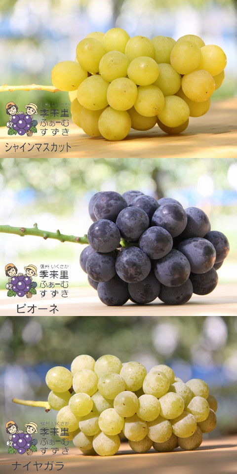 信州 長野県 生坂村 ぶどう狩り 巨峰狩り 季来里ふぁーむすずき