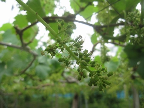信州 長野県 生坂村 ぶどう園 季来里ふぁーむ・すずき